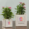 Planter Set With Logo And Message Customisation Online