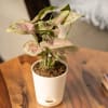 Gift Plants Make Life Better Syngonium Pink Plant