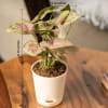 Shop Plants Make Life Better Syngonium Pink Plant