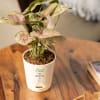 Plants Make Life Better Syngonium Pink Plant Online