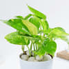 Gift Resilient Money Plant And Self Watering Planter