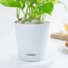 Buy Resilient Money Plant And Self Watering Planter