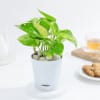 Shop Resilient Money Plant And Self Watering Planter