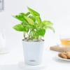 Resilient Money Plant And Self Watering Planter Online