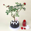 Gift Romantic Red Rose Plant with planter