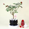 Buy Romantic Red Rose Plant with planter