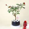 Romantic Red Rose Plant with planter Online