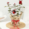 Buy Rose Plant With Jute Wrapped Pot And Personalized Polaroid