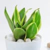 Gift Snake Lotus Plant And Self Watering Planter