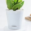 Buy Snake Lotus Plant And Self Watering Planter