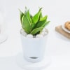 Shop Snake Lotus Plant And Self Watering Planter