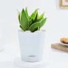 Snake Lotus Plant And Self Watering Planter Online