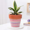 Gift Snake Lotus Plant In Artisan Terracotta Pot