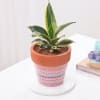 Buy Snake Lotus Plant In Artisan Terracotta Pot