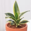 Shop Snake Lotus Plant In Artisan Terracotta Pot