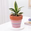 Snake Lotus Plant In Artisan Terracotta Pot Online