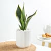 Gift Snake Plant In A Modern White Cylindrical Planter