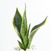 Buy Snake Plant In A Modern White Cylindrical Planter