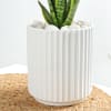 Shop Snake Plant In A Modern White Cylindrical Planter