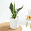 Snake Plant In A Modern White Cylindrical Planter Online