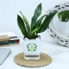 Gift Snake Plant With Self-Watering Planter