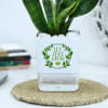 Shop Snake Plant With Self-Watering Planter