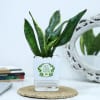 Snake Plant With Self-Watering Planter Online