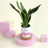 Gift Snake Superba Plant with Personalized Vase