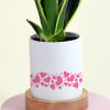 Buy Snake Superba Plant with Personalized Vase