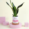 Snake Superba Plant with Personalized Vase Online