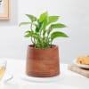 Gift Stunning Money Plant And Wooden Planter