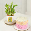 Gift Stunning Two-Layered Bamboo Plant And Mini Birthday Cake