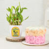 Stunning Two-Layered Bamboo Plant And Mini Birthday Cake Online