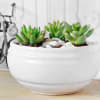 Gift Succulent in White Ceramic Planter