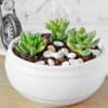 Succulent in White Ceramic Planter Online
