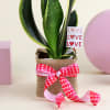 Gift Super Fresh Snake Plant with Jute Vase