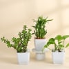 Gift The Lucky Three - Jade Plant, Money Plant, and Bamboo Plant