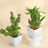 Buy The Lucky Three - Jade Plant, Money Plant, and Bamboo Plant