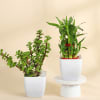 Shop The Lucky Three - Jade Plant, Money Plant, and Bamboo Plant