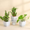 The Lucky Three - Jade Plant, Money Plant, and Bamboo Plant Online