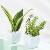 Tranquil Harmony - Snake And Jade Plant With Pot