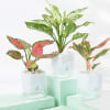 Gift Vibrant Aglaonema Trio