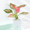 Buy Vibrant Aglaonema Trio