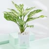 Shop Vibrant Aglaonema Trio