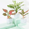 Vibrant Aglaonema Trio Online