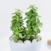 Gift Vibrant Jade Plant And Self Watering Planter