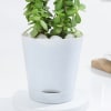 Buy Vibrant Jade Plant And Self Watering Planter