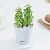 Shop Vibrant Jade Plant And Self Watering Planter