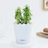 Vibrant Jade Plant And Self Watering Planter Online