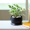 Gift White Pothos Plant in a Metal Planter